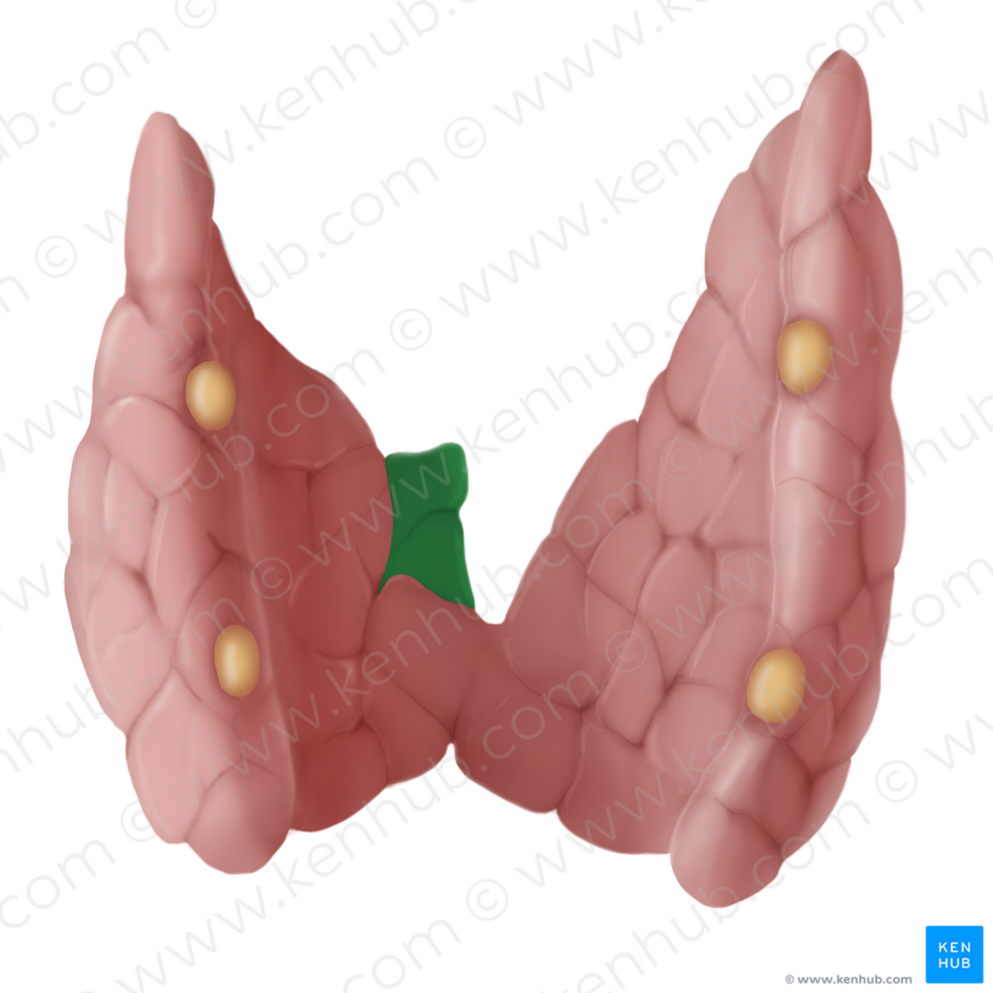 Pyramidal lobe of thyroid gland (#14112)