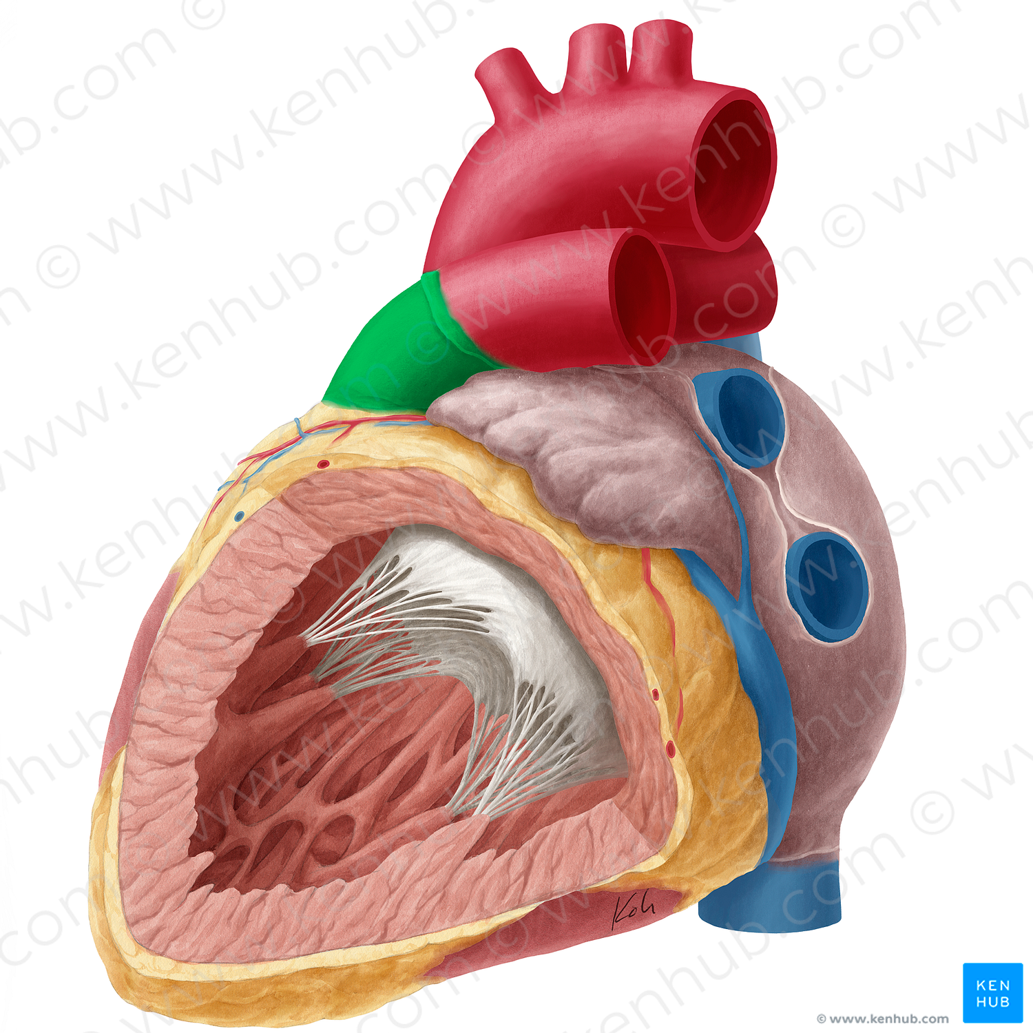 Pulmonary trunk (#9639)