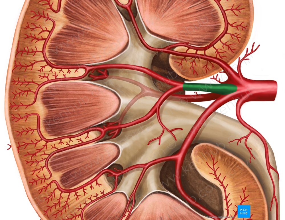 Anterior branch of renal artery (#8587)
