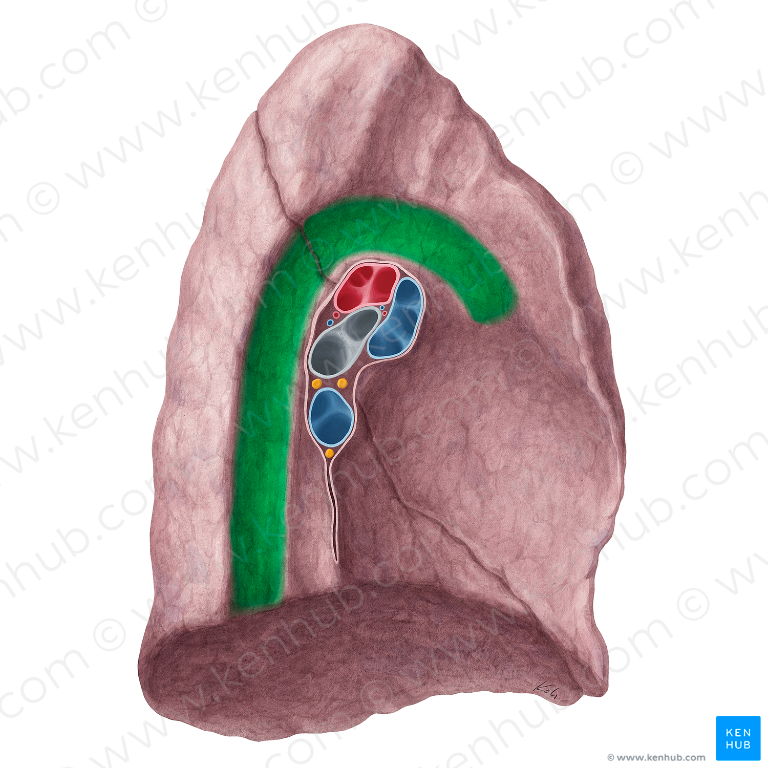 Aortic impression of left lung (#21327)