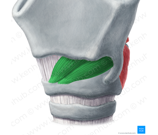 Cricothyroid muscle (#5283)