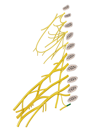 Spinal nerve T2 (#6759)