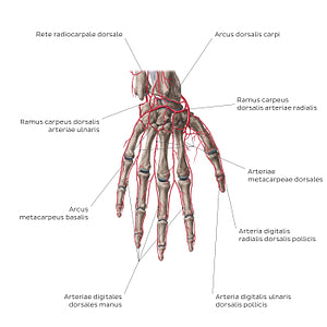 Arteries of the hand: Dorsal view (Latin)