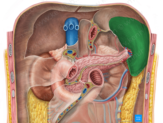 Splenic recess (#8858)