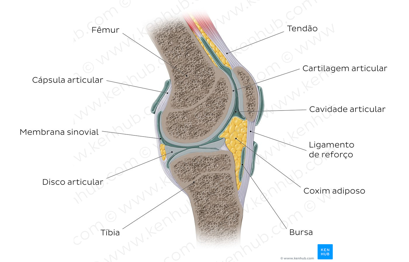 Synovial joint (Portuguese)