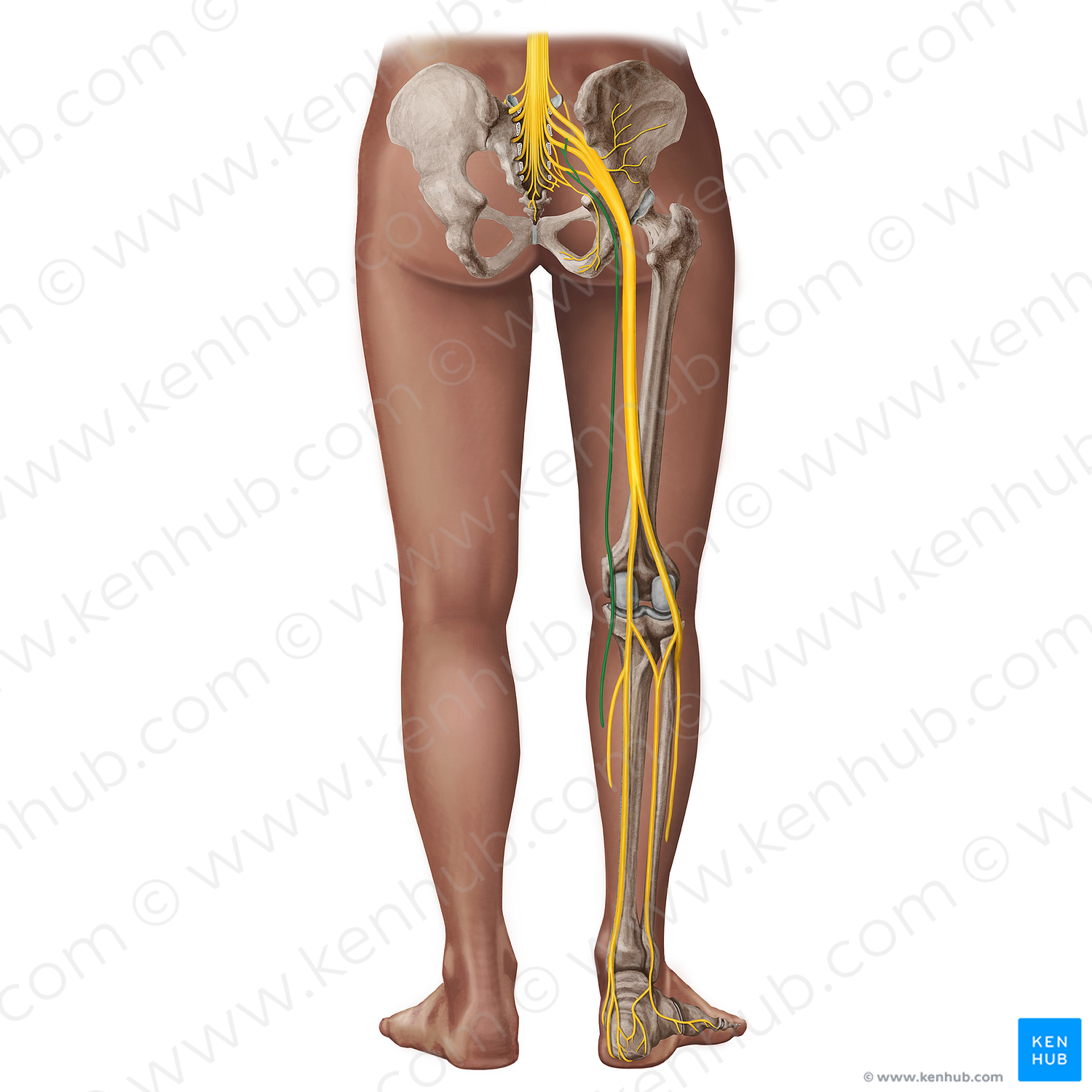 Posterior femoral cutaneous nerve (#18286)