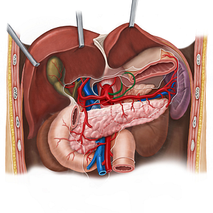 Left gastric artery (#1278)