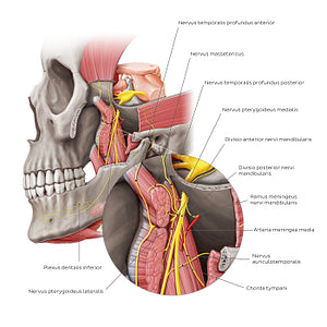 Mandibular nerve (zoomed in) (Latin)