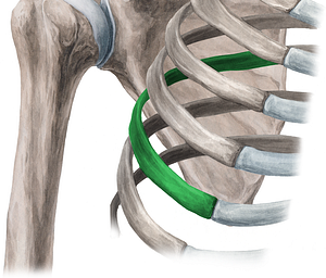 Body of rib (#2915)