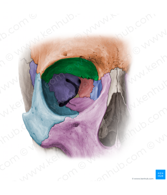 Orbital plate of frontal bone (#11366)