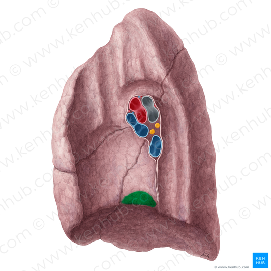Impression for inferior vena cava of right lung (#21442)