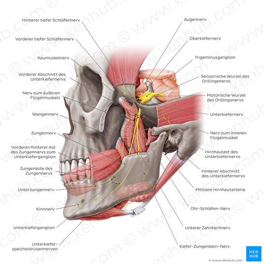 Mandibular nerve (German)