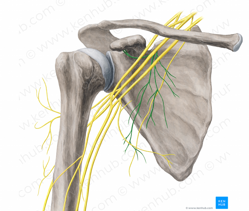 Subscapular nerves (#6782)