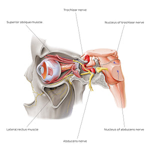 Trochlear and abducens nerve (English)