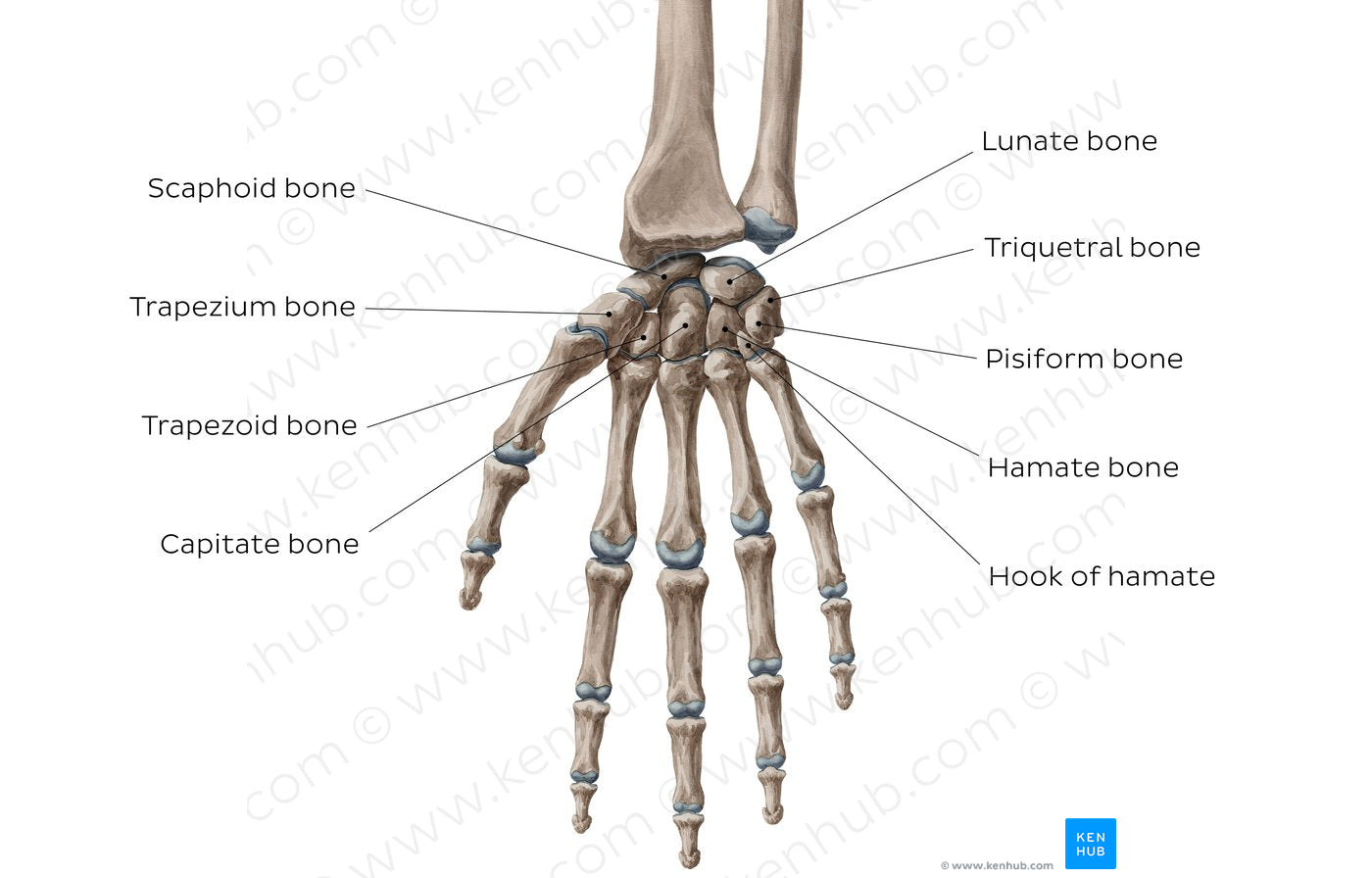 Carpal bones (English)