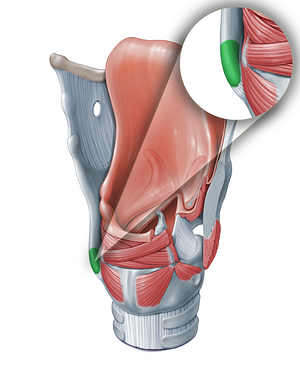 Inferior horn of thyroid cartilage (#18312)