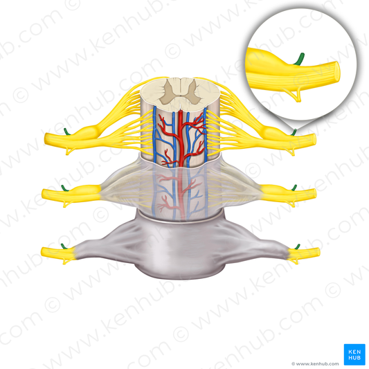 Posterior ramus of spinal nerve (#8782)