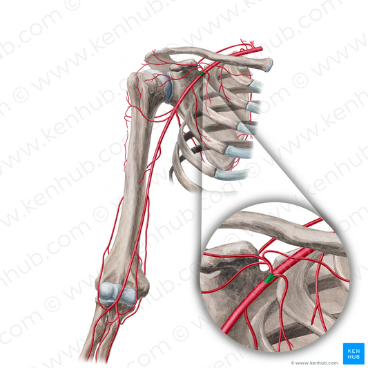 Thoracoacromial artery (#1924)