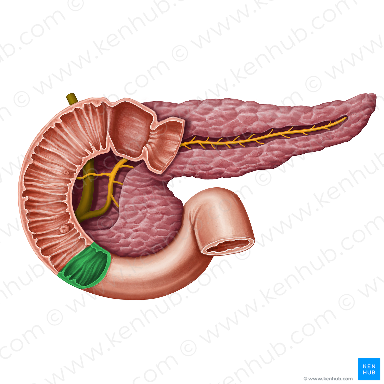 Inferior duodenal flexure (#13950)