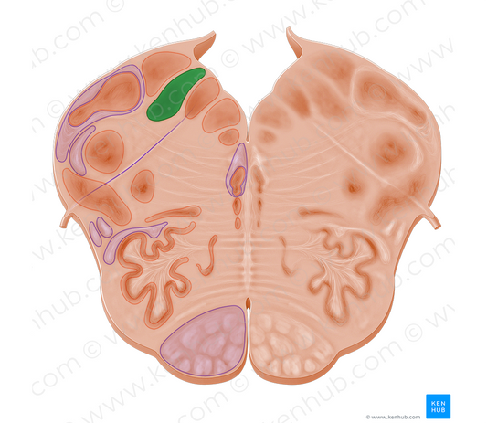 Nucleus of solitary tract (#10963)