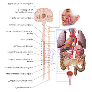 Autonomic nervous system - sympathetic nervous system (English)