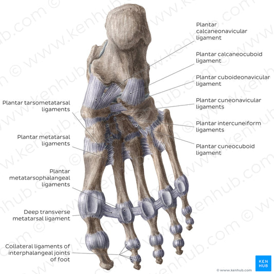 Ligaments of the foot (plantar view) (English)