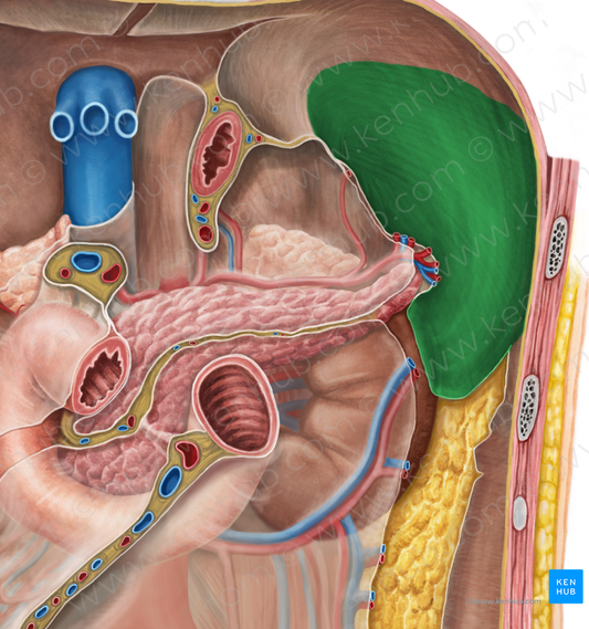 Splenic recess (#8859)