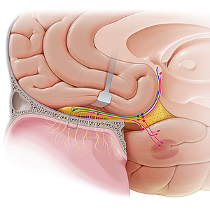 Efferent fibers of olfactory tract (#6925)