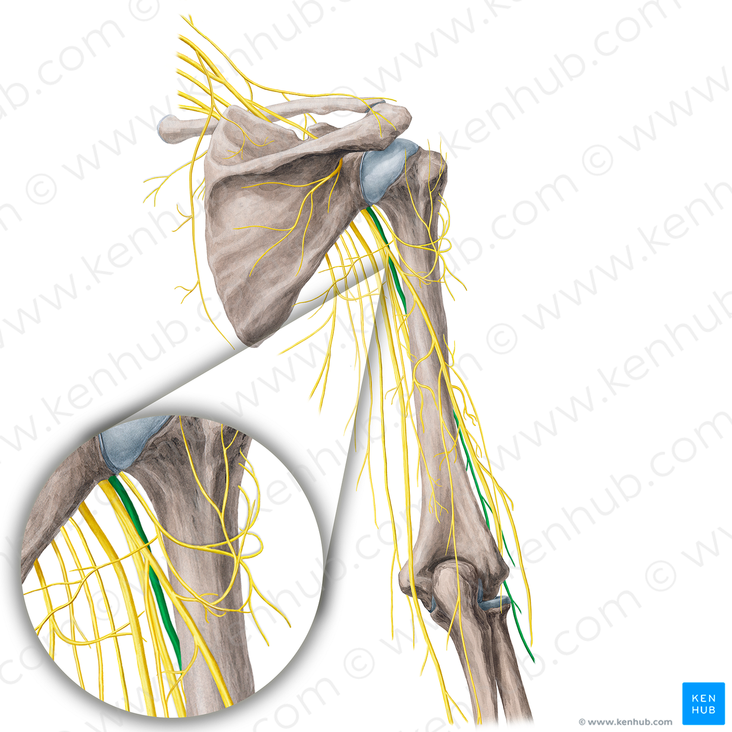 Musculocutaneous nerve (#21764)