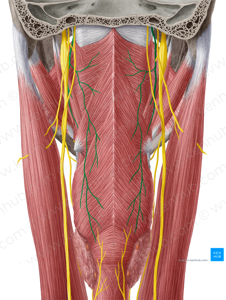Glossopharyngeal nerve (#6439)