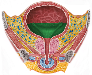 Fundus of urinary bladder (#3938)