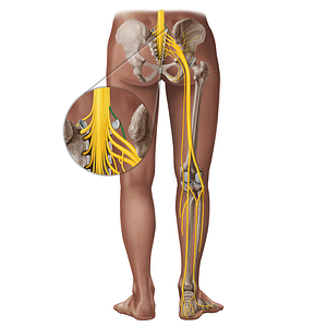 Spinal nerve L4 (#18280)