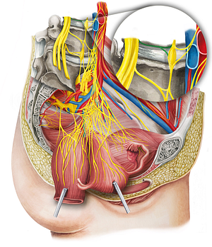 Gray ramus communicans of spinal nerve (#8632)