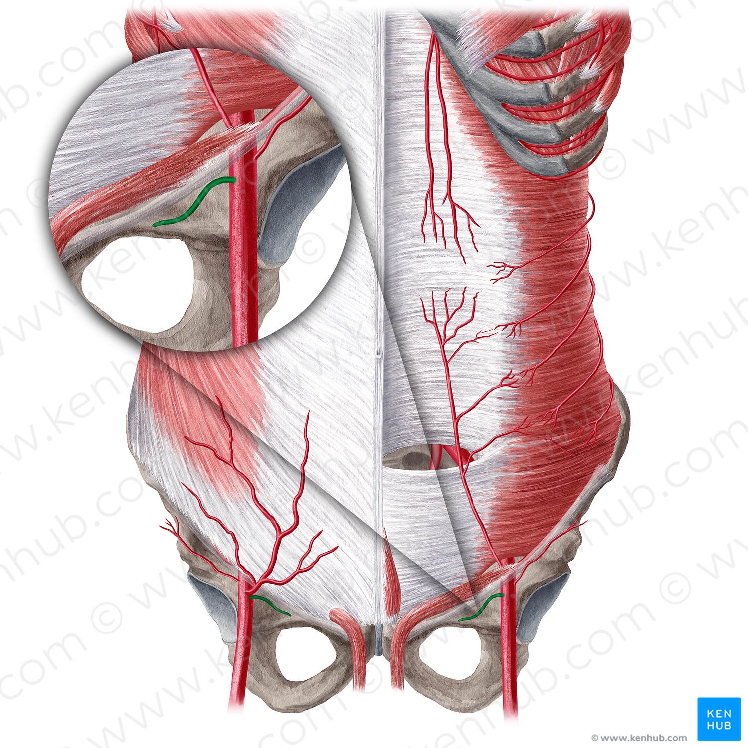 Superficial external pudendal artery (#21565)