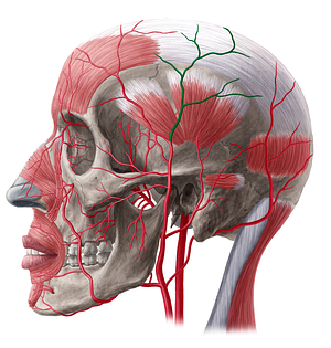 Parietal branch of superficial temporal artery (#20495)