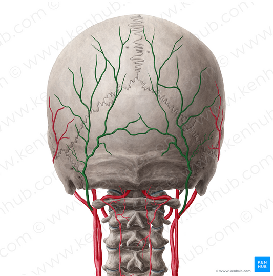 Occipital artery (#1558)