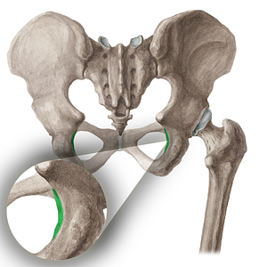 Lesser sciatic notch of hip bone (#16066)