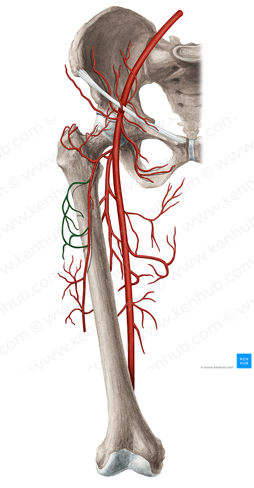 Transverse branch of lateral circumflex femoral artery (#8822)