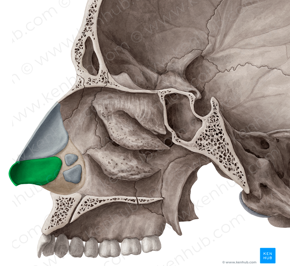 Major alar cartilage (#2481)