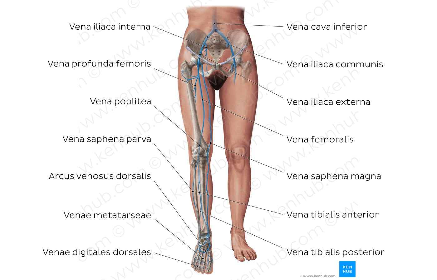 Main veins of the lower limb (Latin)