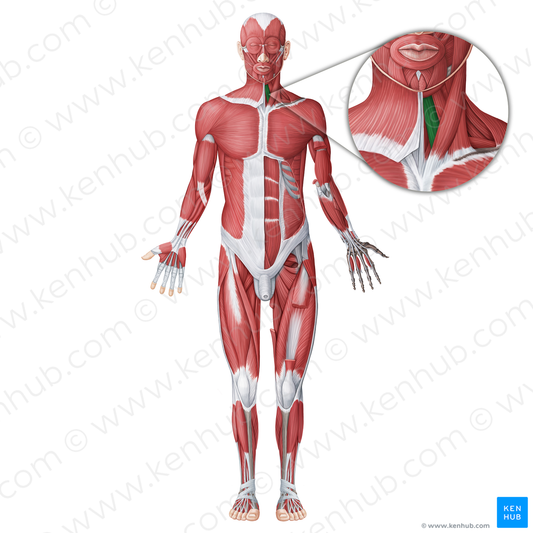 Sternohyoid muscle (#18752)