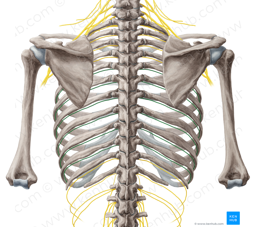 6th-11th intercostal nerves (#6253)