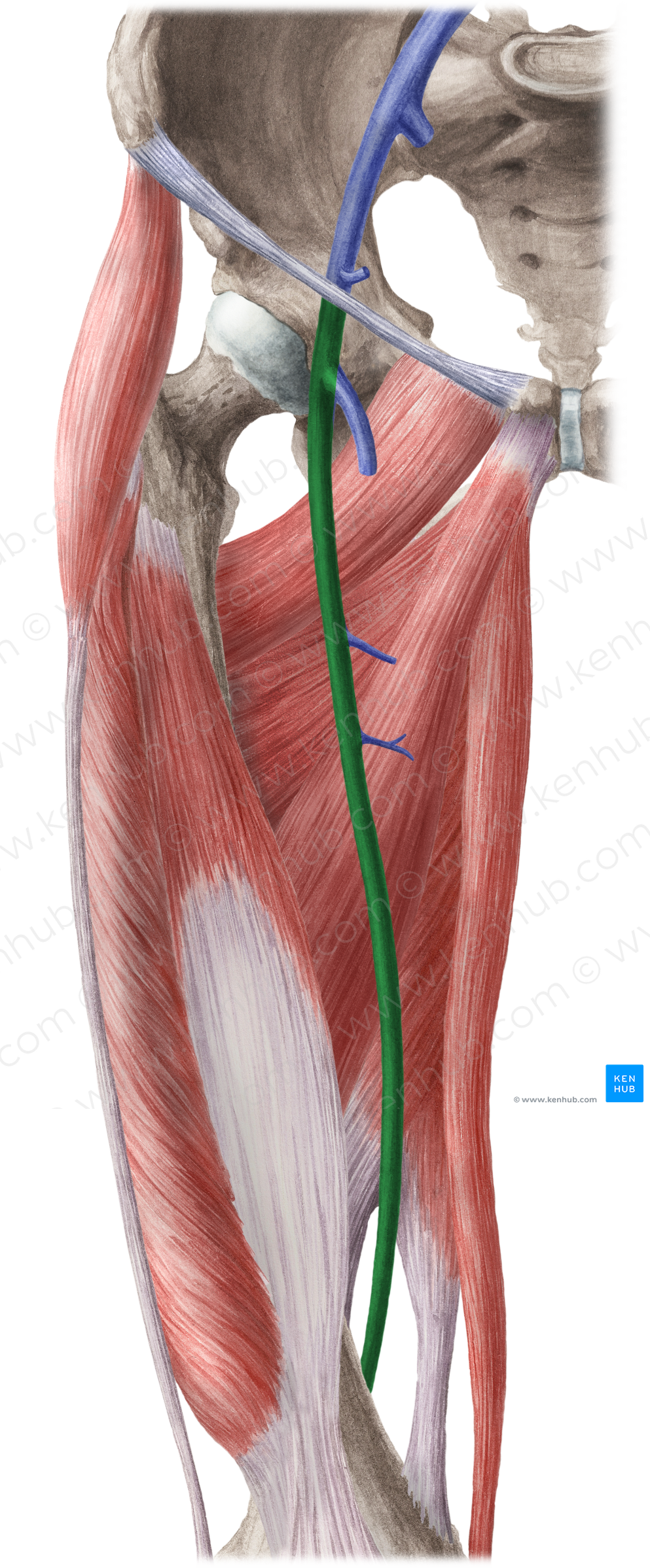 Femoral vein (#10245)