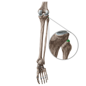 Apex of head of fibula (#20440)