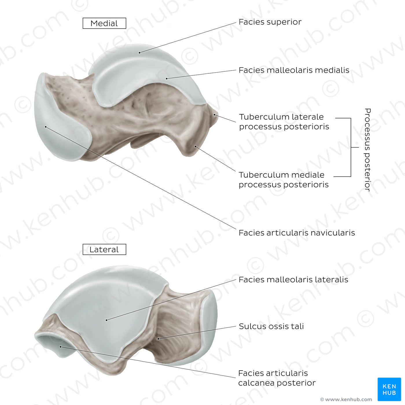 Talus (Medial and lateral view) (Latin)