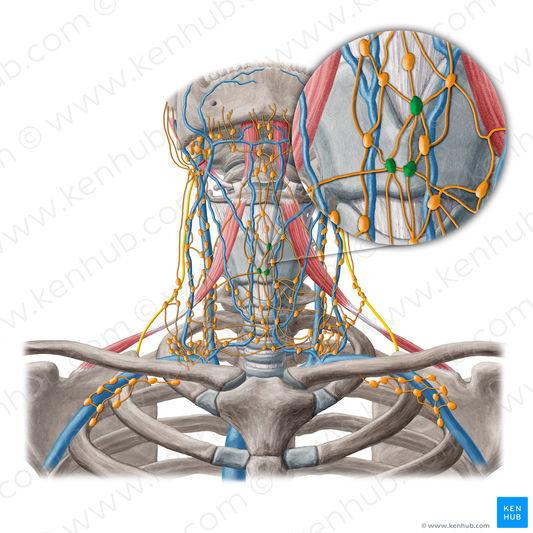 Prelaryngeal lymph nodes (#6938)