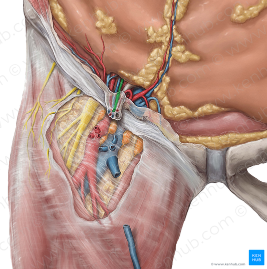 Genital branch of genitofemoral nerve (#8684)