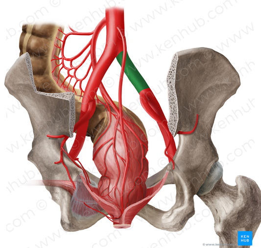 Right common iliac artery (#1374)