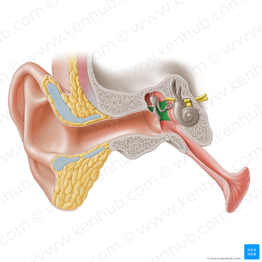 Mastoid wall of tympanic cavity (#20267)