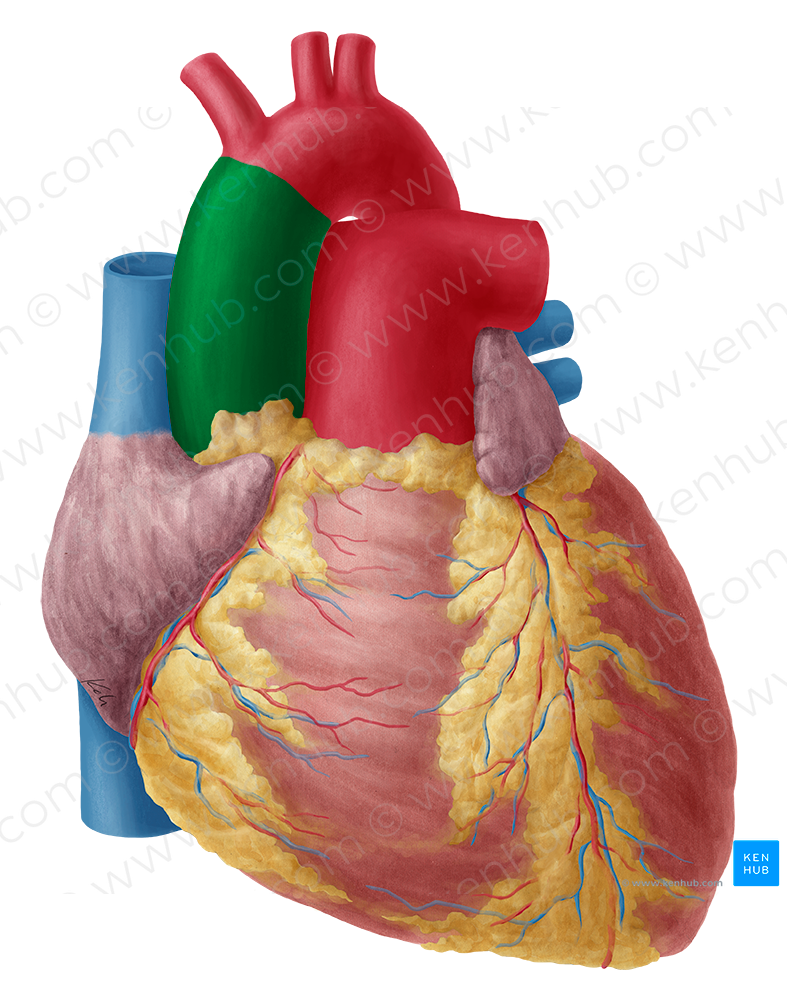 Ascending aorta (#713)